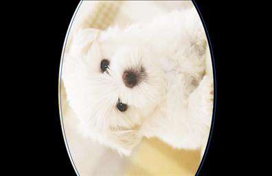    Εκτύπωση επαγγελματικής κάρτας για Ζώα    Αυτό το πρότυπο για επαγγελματική κάρτα είναι σχεδιασμένο με μοναδική ευαισθησία και τρυφερότητα, ειδικά για επαγγελματίες που ασχολούνται με τα ζώα. Η χαριτωμένη εικόνα ενός μικρού σκύλου προσδίδει μια ζεστή και φιλική νότα στην κάρτα, προκαλώντας το ενδιαφέρον των αγαπωντλων των ζώων. Το χρώμα που κυριαρχεί είναι το απαλό λευκό, το οποίο ενισχύει την αίσθηση καθαριότητας και φροντίδας, aντικατοπτρίζοντας την φροντίδα που δίνετε στα ζώα.    Η γραμματοσειρά είναι καθαρή και κομψή, εύκολη στην ανάγνωση, ιδανική για να προβάλλει τις υπηρεσίες και την επαγγελματική σας εμπειρία στον τομέα των ζώων. Η δομή της κάρτας εξασφαλίζει χώρο για την εισαγωγή του ονόματός σας, του τηλεφώνου, και της επωνυμίας της επιχείρησης, προσφέροντας τη δυνατότητα να αναδειχθούν τα στοιχεία επικοινωνίας με διακριτικό τρόπο.    Για επαγγελματίες όπως εσείς που προσφέρετε υπηρεσίες φροντίδας, περιποίησης ή ιατρικής φροντίδας ζώων, αυτή η κάρτα μπορεί να αποτελέσει ένα χρήσιμο εργαλείο για την αύξηση της αναγνωρισιμότητάς σας και την ενίσχυση της αξιοπιστίας σας στον τομέα. Με μια τέτοια επαγγελματική κάρτα, θα κάνετε μια ισχυρή πρώτη εντύπωση στους πελάτες σας, που θα εκτιμήσουν τόσο την αγάπη σας για τα ζώα όσο και τον επαγγελματισμό σας.    Μπορείτε να κάνετε όποιες αλλαγές θέλετε μέσω του online σχεδιαστικού εργαλείου μας. 