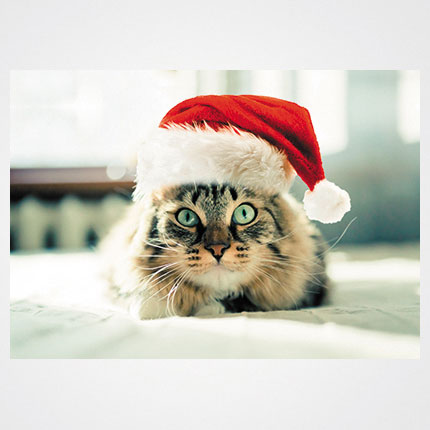 Χριστουγεννιάτικη κάρτα XMS-HOR-93973             Προτεινόμενες διαστάσεις: 17x12 και 14x10,5    Μονόφυλλη ή δίπτυχη    Πίκμανση στο δίπλωμα της δίπτυχης    Παράδοση με τους αντίστοιχους φακέλους    Χαρτί 350γρ    Εκτύπωση ευχής στο εσωτερικό της κάρτας    Δυνατότητα προσθήκης του λογοτύπου σας       Σας προσφέρπυμε την εκτύπωση ετικετών παραληπτών μαζί με τις κάρτες σας, καθιστώντας την κάρτα ιδανική για αποστολή ευχών σε πελάτες, συνεργάτες και φίλους, ενισχύοντας τις προσωπικές και επαγγελματικές σχέσεις.      Μη διστάσετε να μας ζητήσετε να σχεδιάσουμε μια χριστουγεννιάτικη κάρτα προσαρμοσμένη στις ανάγκες σας, με ειδικές εκτυπώσεις και τεχνικές.    Η εκτύπωση των καρτών μπορεί να είναι είτε ψηφιακή είτε offset ανάλογα τα τεμάχια και τις απαιτήσεις της μακέτας.      Ζητήστε μας μια προσφορά για τα έντυπα σας, σήμερα. 