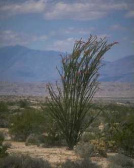 Θέματα Ημερολογίων - Άγρια Τοπία - Κωδικός:20537 - 