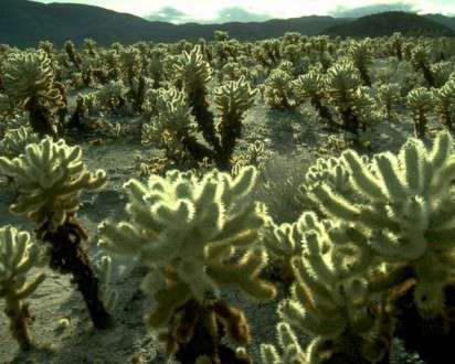 Θέματα Ημερολογίων - Άγρια Τοπία - Κωδικός:20547 - 