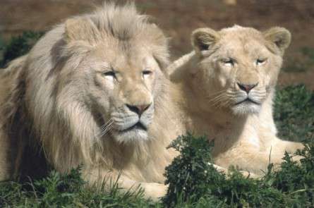 Θέματα Ημερολογίων - Άγρια Ζώα - Κωδικός:19674 - 