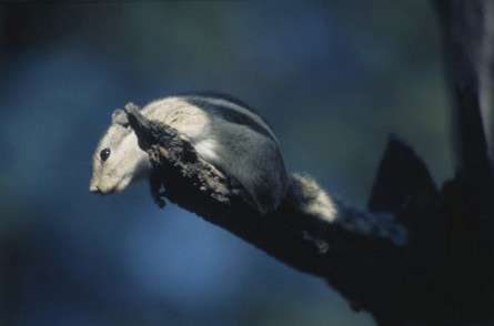 Θέματα Ημερολογίων - Άγρια Ζώα - Κωδικός:19675 - 