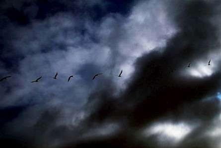 Θέματα Ημερολογίων - Άγρια Ζώα - Κωδικός:20141 - 