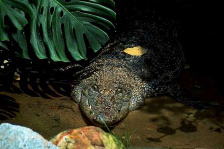 Θέματα Ημερολογίων - Άγρια Ζώα - Κωδικός:20143 - 