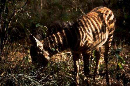 Θέματα Ημερολογίων - Άγρια Ζώα - Κωδικός:20145 - 