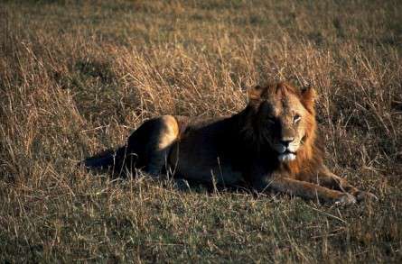 Θέματα Ημερολογίων - Άγρια Ζώα - Κωδικός:20148 - 