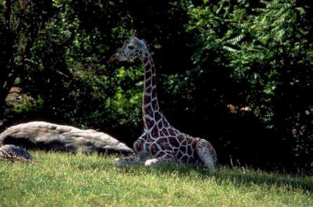 Θέματα Ημερολογίων - Άγρια Ζώα - Κωδικός:20160 - 