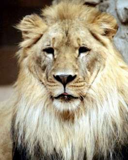 Θέματα Ημερολογίων - Άγρια Ζώα - Κωδικός:20193 - 