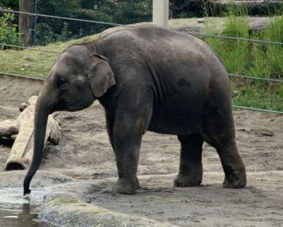 Θέματα Ημερολογίων - Άγρια Ζώα - Κωδικός:20250 - 
