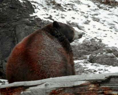Θέματα Ημερολογίων - Άγρια Ζώα - Κωδικός:20252 - 