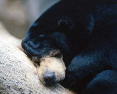 Θέματα Ημερολογίων - Άγρια Ζώα - Κωδικός:20253 - 