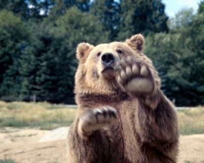 Θέματα Ημερολογίων - Άγρια Ζώα - Κωδικός:20254 - 