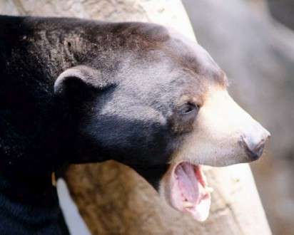 Θέματα Ημερολογίων - Άγρια Ζώα - Κωδικός:20255 - 