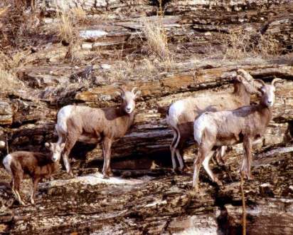 Θέματα Ημερολογίων - Άγρια Ζώα - Κωδικός:20258 - 