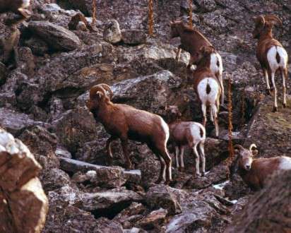 Θέματα Ημερολογίων - Άγρια Ζώα - Κωδικός:20259 - 