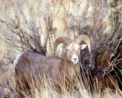 Θέματα Ημερολογίων - Άγρια Ζώα - Κωδικός:20260 - 