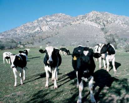 Θέματα Ημερολογίων - Άγρια Ζώα - Κωδικός:20268 - 