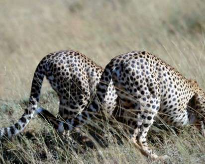 Θέματα Ημερολογίων - Άγρια Ζώα - Κωδικός:20269 - 