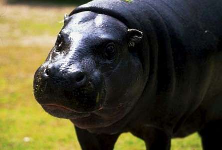 Θέματα Ημερολογίων - Άγρια Ζώα - Κωδικός:20275 - 