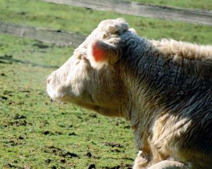 Θέματα Ημερολογίων - Άγρια Ζώα - Κωδικός:20289 - 