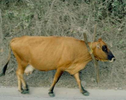 Θέματα Ημερολογίων - Άγρια Ζώα - Κωδικός:20293 - 