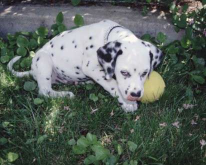 Θέματα Ημερολογίων - Άγρια Ζώα - Κωδικός:20294 - 