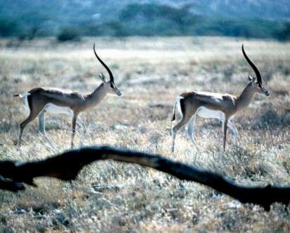 Θέματα Ημερολογίων - Άγρια Ζώα - Κωδικός:20299 - 
