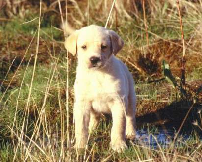 Θέματα Ημερολογίων - Άγρια Ζώα - Κωδικός:20313 - 