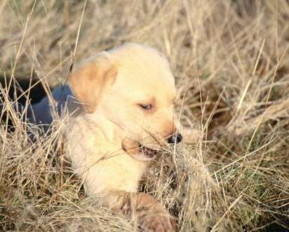 Θέματα Ημερολογίων - Άγρια Ζώα - Κωδικός:20315 - 