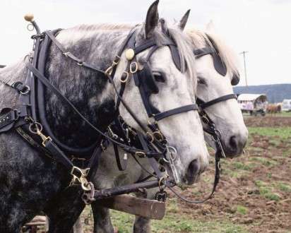 Θέματα Ημερολογίων - Άγρια Ζώα - Κωδικός:20321 - 