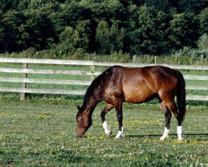 Θέματα Ημερολογίων - Άγρια Ζώα - Κωδικός:20323 - 