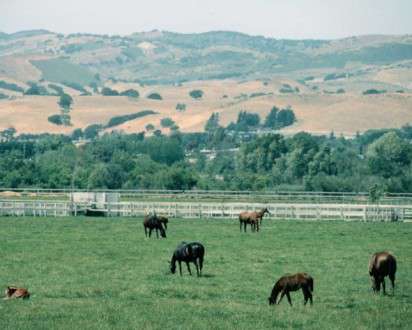 Θέματα Ημερολογίων - Άγρια Ζώα - Κωδικός:20327 - 