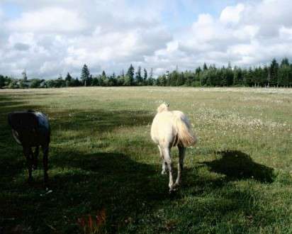 Θέματα Ημερολογίων - Άγρια Ζώα - Κωδικός:20328 - 