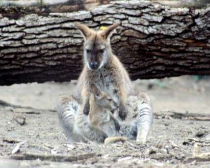 Θέματα Ημερολογίων - Άγρια Ζώα - Κωδικός:20329 - 