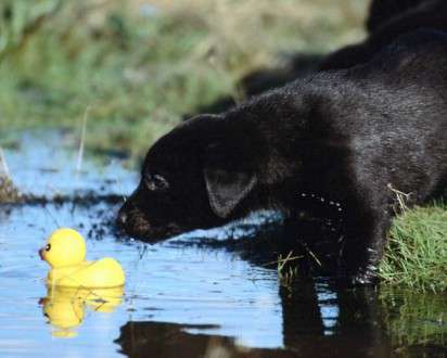 Θέματα Ημερολογίων - Άγρια Ζώα - Κωδικός:20330 - 