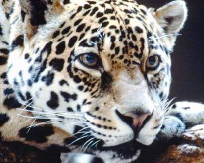 Θέματα Ημερολογίων - Άγρια Ζώα - Κωδικός:20331 - 