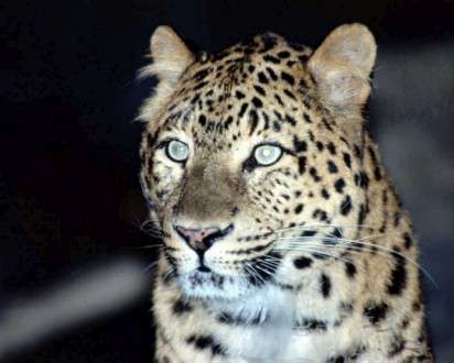 Θέματα Ημερολογίων - Άγρια Ζώα - Κωδικός:20333 - 