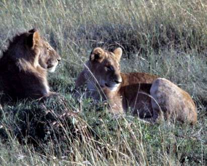 Θέματα Ημερολογίων - Άγρια Ζώα - Κωδικός:20335 - 