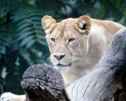 Θέματα Ημερολογίων - Άγρια Ζώα - Κωδικός:20338 - 