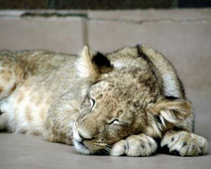 Θέματα Ημερολογίων - Άγρια Ζώα - Κωδικός:20346 - 