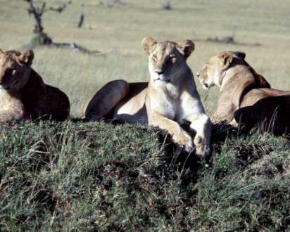 Θέματα Ημερολογίων - Άγρια Ζώα - Κωδικός:20347 - 