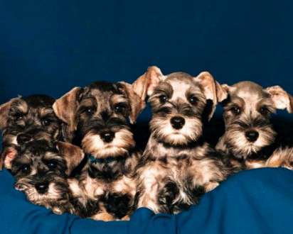 Θέματα Ημερολογίων - Άγρια Ζώα - Κωδικός:20349 - 