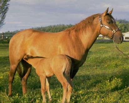 Θέματα Ημερολογίων - Άγρια Ζώα - Κωδικός:20351 - 