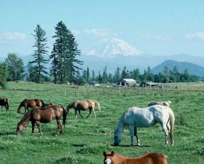 Θέματα Ημερολογίων - Άγρια Ζώα - Κωδικός:20356 - 