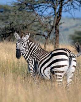 Θέματα Ημερολογίων - Άγρια Ζώα - Κωδικός:20364 - 