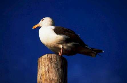 Θέματα Ημερολογίων - Άγρια Ζώα - Κωδικός:20377 - 