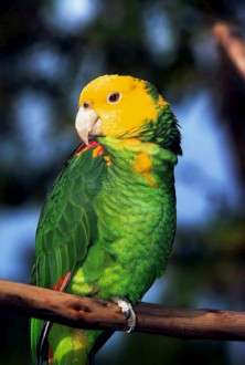 Θέματα Ημερολογίων - Άγρια Ζώα - Κωδικός:20382 - 