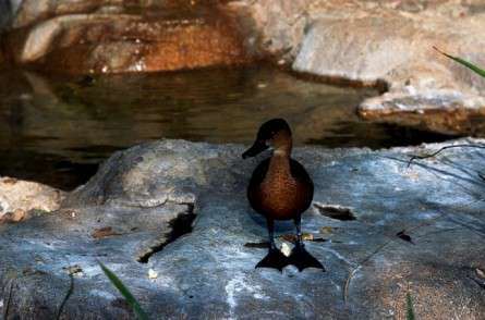 Θέματα Ημερολογίων - Άγρια Ζώα - Κωδικός:20383 - 