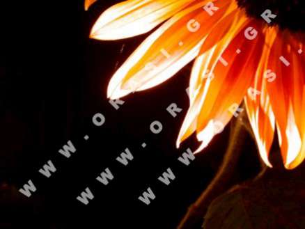 Θέματα Ημερολογίων - Διάφορα - Κωδικός:20911 - 