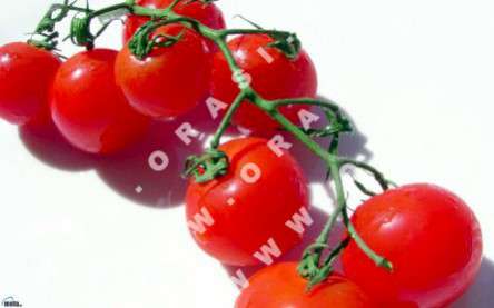 Θέματα Ημερολογίων - Διάφορα - Κωδικός:21174 - 